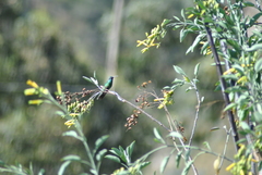 Colibri