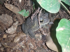 Duttaphrynus melanostictus