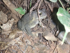 Duttaphrynus melanostictus