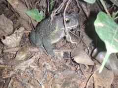 Duttaphrynus melanostictus