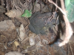 Duttaphrynus melanostictus