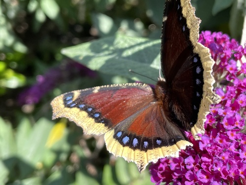 Mourning cloak
