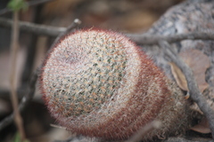 Mammillaria jaliscana jaliscana