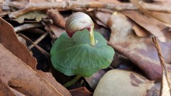 Corybas aconitiflorus