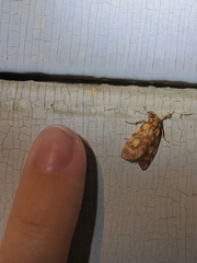 Miltochrista quadrilineata