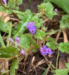 Glechoma hederacea