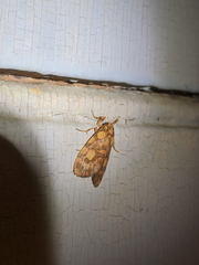 Miltochrista quadrilineata