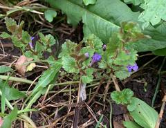 Glechoma hederacea