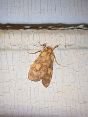 Miltochrista quadrilineata