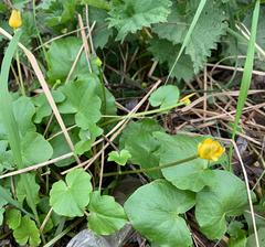 Ficaria verna