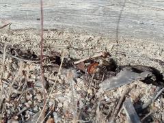 Geomantis larvoides
