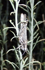 Melanoplus cinereus