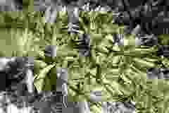 Heliotropium arboreum