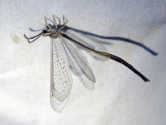 Clathroneuria coquilletti