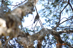 Malurus cyaneus