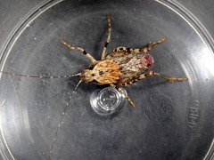 Neduba castanea