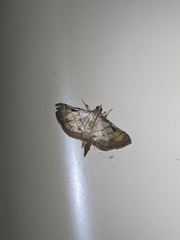 Cnaphalocrocis bilinealis