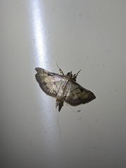 Cnaphalocrocis bilinealis