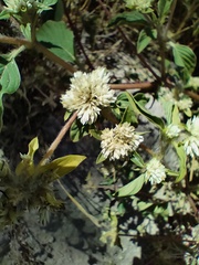 Gomphrena fuscipellita