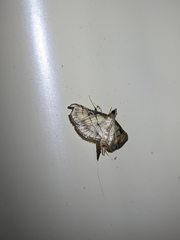 Cnaphalocrocis bilinealis