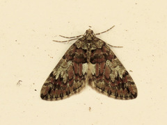 Hydriomena irata