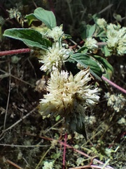 Gomphrena fuscipellita