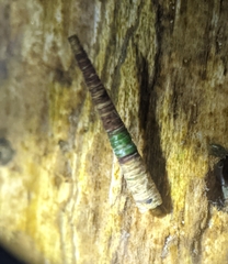 Amiocentrus aspilus