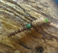 Amiocentrus aspilus