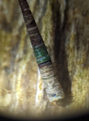 Amiocentrus aspilus
