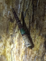 Amiocentrus aspilus