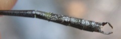 Lestes dichrostigma