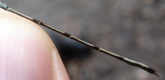 Lestes dichrostigma