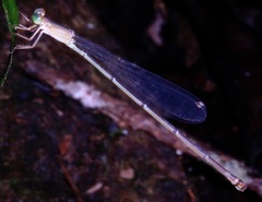 Lestes dichrostigma