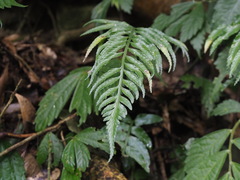 Asplenium wrightii