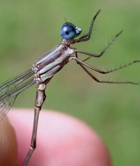 Lestes pictus