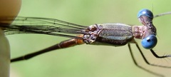 Lestes pictus