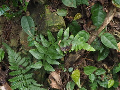 Asplenium wrightii