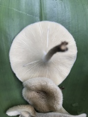 Lentinus berteroi