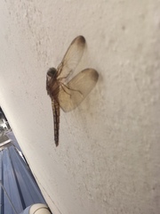 Neurothemis ramburii