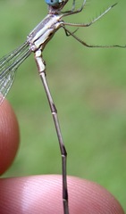 Lestes pictus