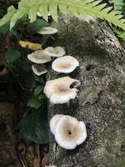 Lentinus berteroi