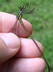 Mecistogaster linearis