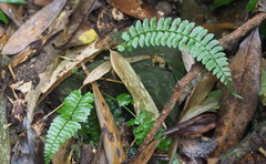 Polystichum hancockii