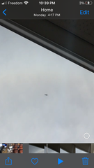 Leucophaeus pipixcan