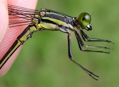 Mecistogaster linearis