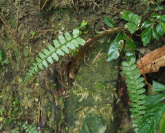Polystichum hancockii