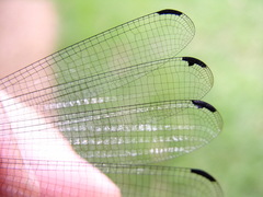 Mecistogaster linearis