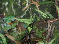 Hymenasplenium adiantifrons