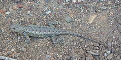 Sceloporus occidentalis