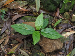 Strobilanthes flexicaulis